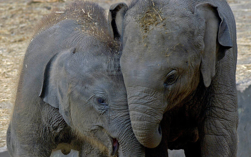 ספארי - צילום: טיבור יגר