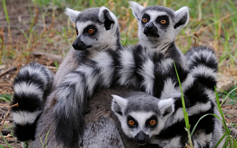 ספארי - צילום: טיבור יגר