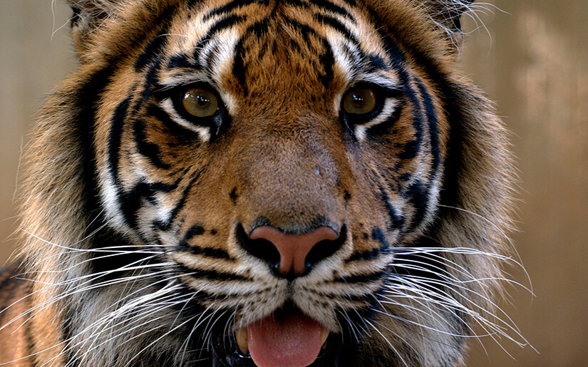 ספארי - צילום: טיבור יגר