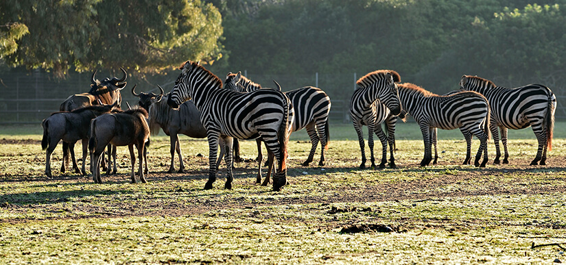 ספארי - צילום: טיבור יגר