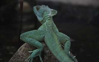 חי רמון - מצפה רמון