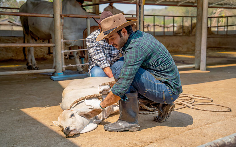 טיפול בחווה שיקומית טיפול בחווה שיקומית