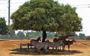הנחה לנכי צה"ל בספארי - הטבה בלעדית